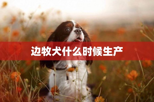 邊牧犬什么時候生產