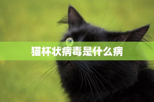 貓杯狀病毒是什么病