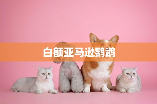 白額亞馬遜鸚鵡