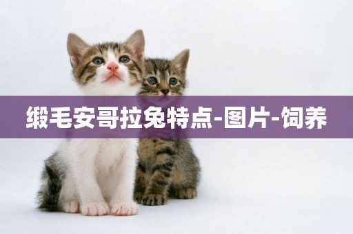 緞毛安哥拉兔特點-圖片-飼養