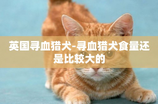 英國尋血獵犬-尋血獵犬食量還是比較大的