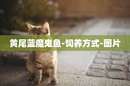 黃尾藍魔鬼魚-飼養方式-圖片