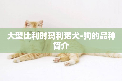 大型比利時瑪利諾犬-狗的品種簡介