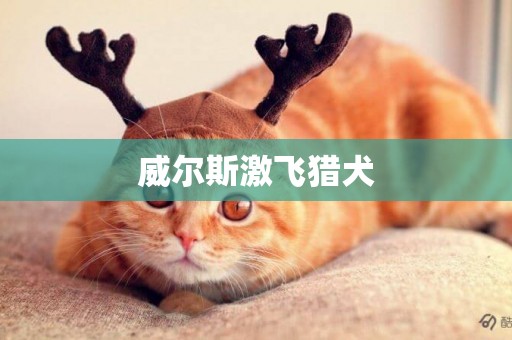 威爾斯激飛獵犬