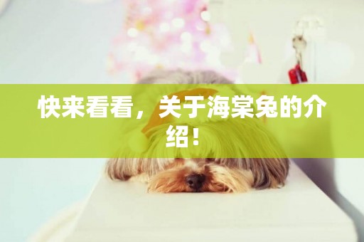 快來看看,關于海棠兔的介紹! 快來看看,關于海棠兔的介紹!