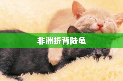 非洲折背陸龜