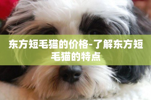 東方短毛貓的價格-了解東方短毛貓的特點