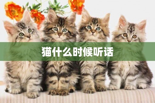 貓什么時候聽話