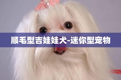 順毛型吉娃娃犬-迷你型寵物
