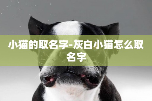 小貓的取名字-灰白小貓怎么取名字