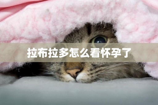 拉布拉多怎么看懷孕了