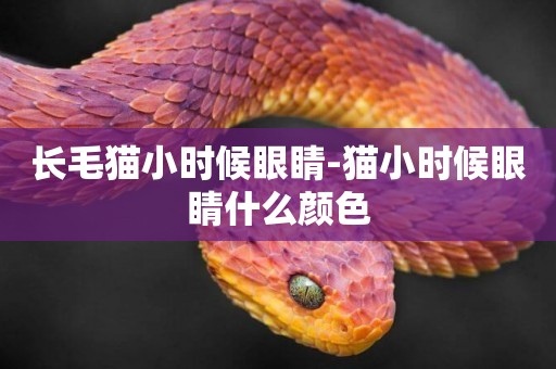 長毛貓小時候眼睛-貓小時候眼睛什么顏色