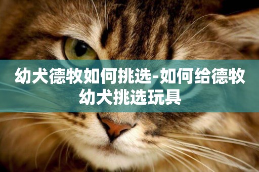 幼犬德牧如何挑選-如何給德牧幼犬挑選玩具