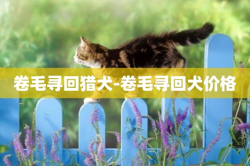卷毛尋回獵犬-卷毛尋回犬價格