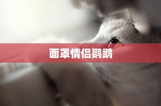 面罩情侶鸚鵡