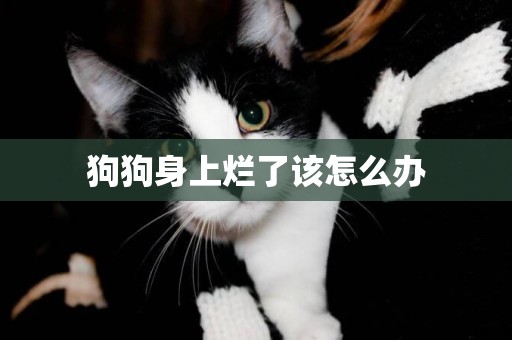 狗狗身上爛了該怎么辦