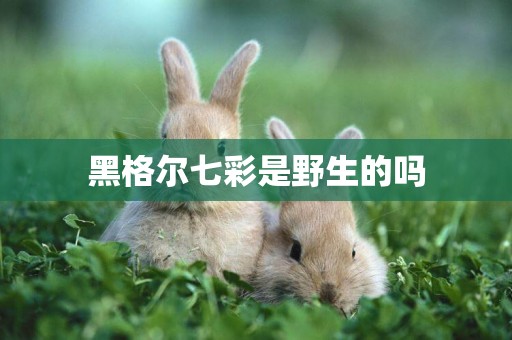 黑格爾七彩是野生的嗎