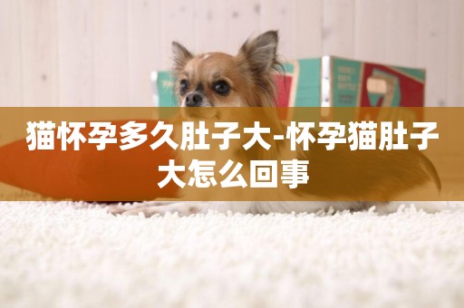 貓懷孕多久肚子大-懷孕貓肚子大怎么回事