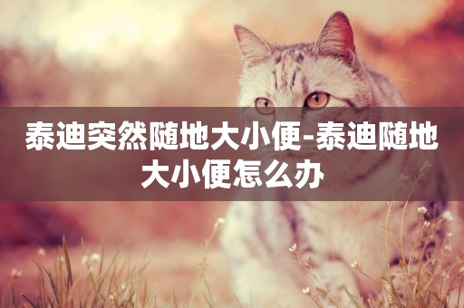 泰迪突然隨地大小便-泰迪隨地大小便怎么辦