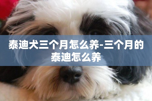 泰迪犬三個月怎么養-三個月的泰迪怎么養