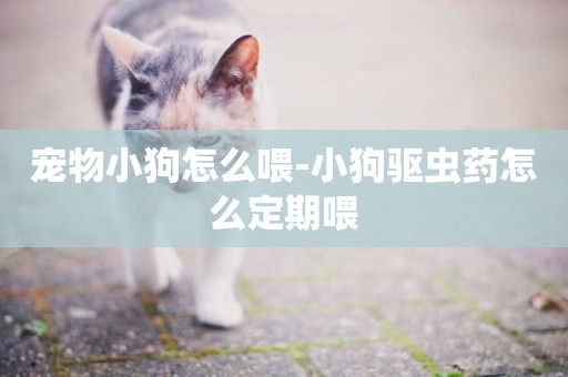 寵物小狗怎么喂-小狗驅蟲藥怎么定期喂