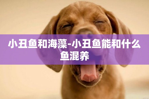 小丑魚和海藻-小丑魚能和什么魚混養