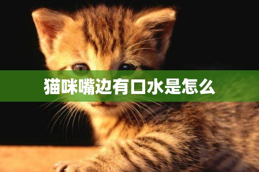 貓咪嘴邊有口水是怎么