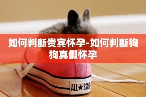 如何判斷貴賓懷孕-如何判斷狗狗真假懷孕