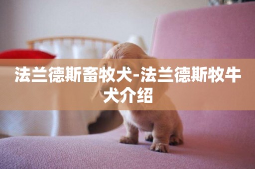 法蘭德斯畜牧犬-法蘭德斯牧牛犬介紹