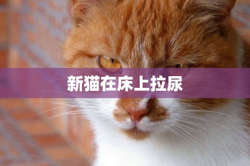 新貓在床上拉尿