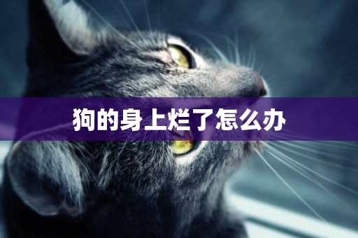 狗的身上爛了怎么辦
