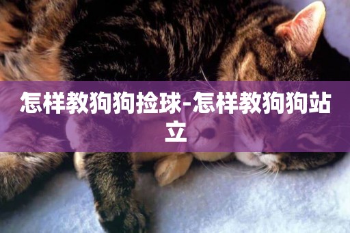 怎樣教狗狗撿球-怎樣教狗狗站立