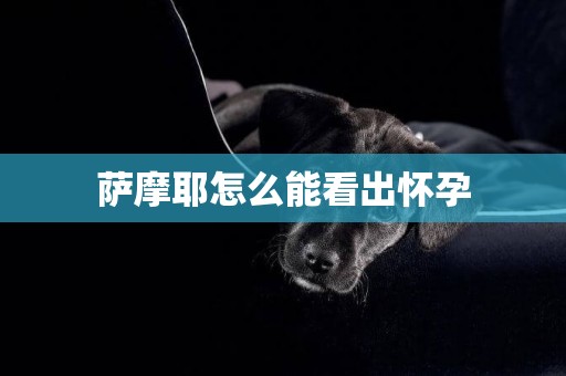 薩摩耶怎么能看出懷孕