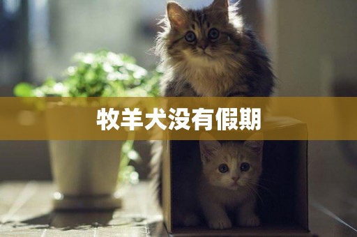 牧羊犬沒有假期