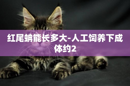 紅尾蚺能長多大-人工飼養下成體約2