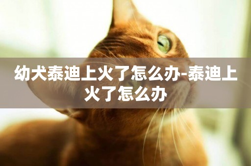 幼犬泰迪上火了怎么辦-泰迪上火了怎么辦