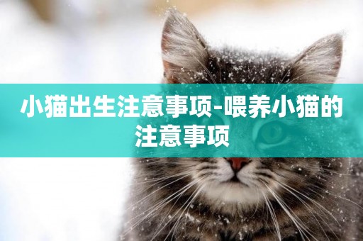 小貓出生注意事項-喂養小貓的注意事項