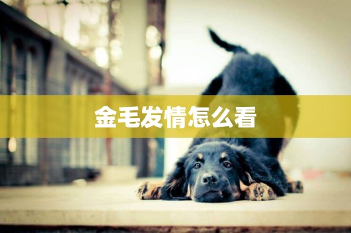 金毛發情怎么看