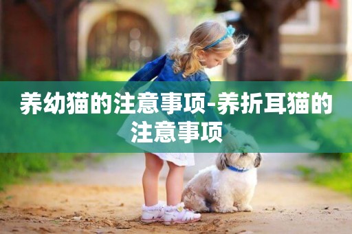 養幼貓的注意事項-養折耳貓的注意事項