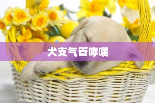 犬支氣管哮喘