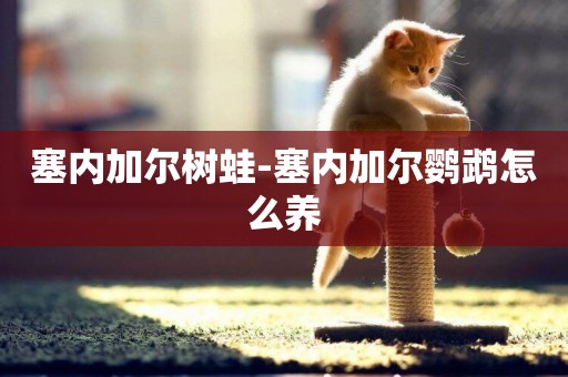 塞內加爾樹蛙-塞內加爾鸚鵡怎么養