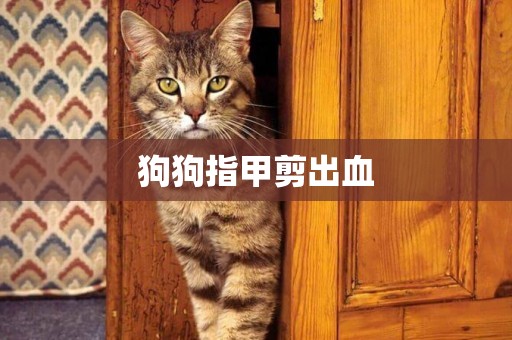 狗狗指甲剪出血