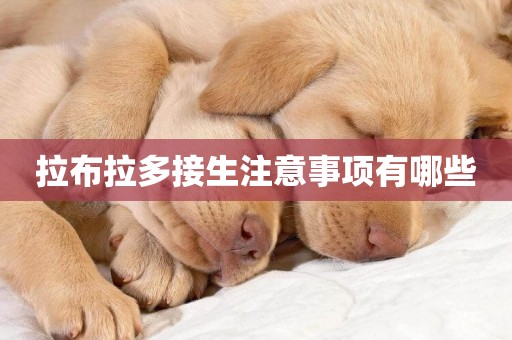 拉布拉多接生注意事項有哪些