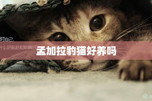 孟加拉豹貓好養嗎