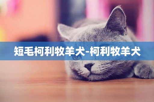 短毛柯利牧羊犬-柯利牧羊犬
