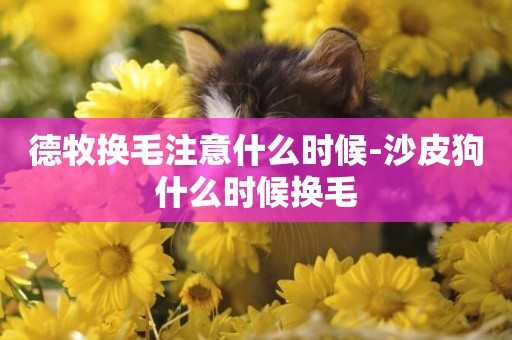 德牧換毛注意什么時候-沙皮狗什么時候換毛