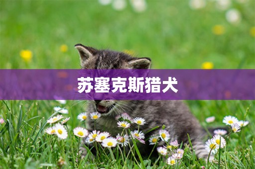蘇塞克斯獵犬