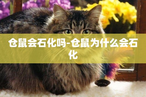 倉鼠會石化嗎-倉鼠為什么會石化