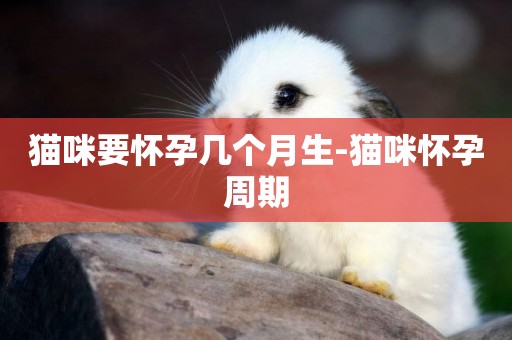 貓咪要懷孕幾個月生-貓咪懷孕周期