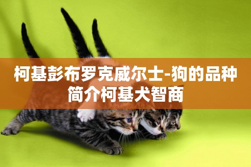 柯基彭布羅克威爾士-狗的品種簡介柯基犬智商